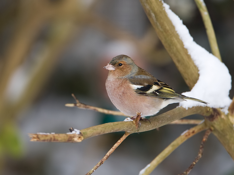 Fringilla coelebs Vink Chaffinch